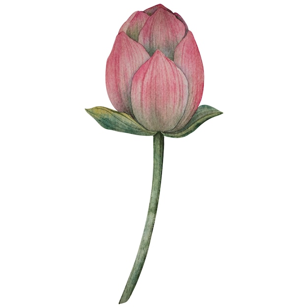 Budos de flores de loto dibujados a mano en estilo acuarela flor tropical de lirio de agua ilustración botánica