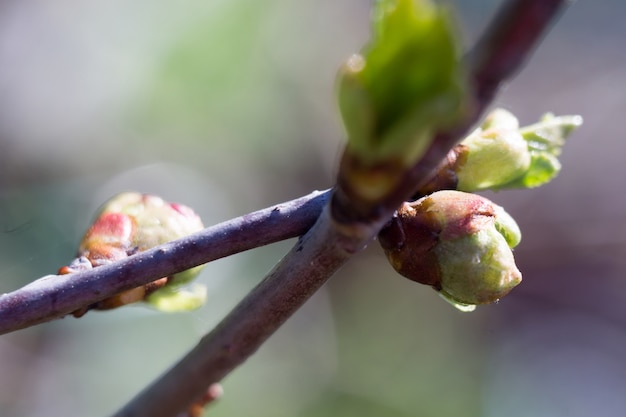 Buds on Branches