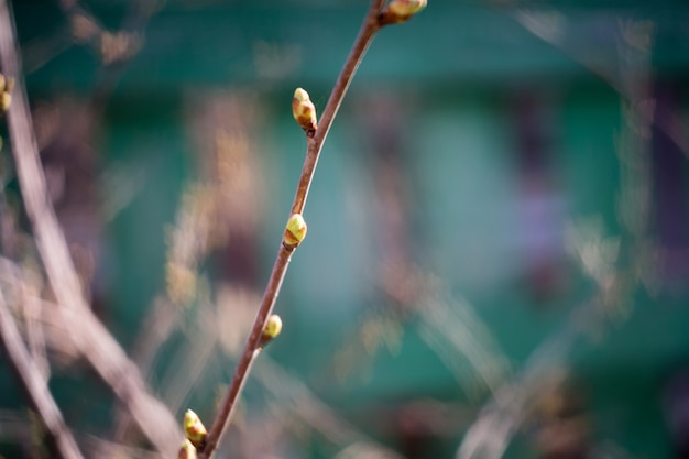 Buds on Branches