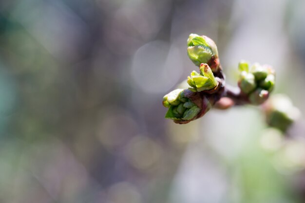 Buds on Branches