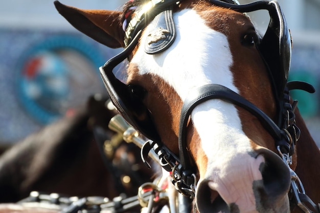 Foto budweiser clydesdales auf dem strand von deerfield