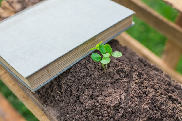 Bücher im Gras