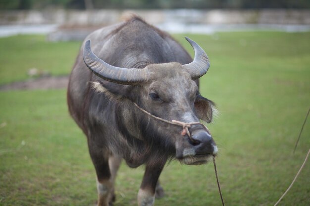 Foto büffel auf dem grasfeld