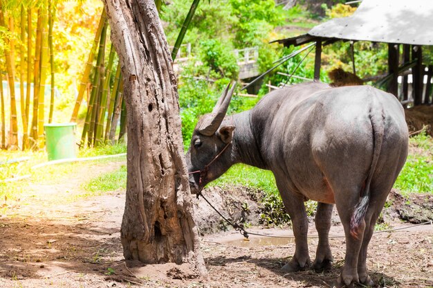 Büffel auf dem Land in Nordthailand