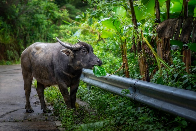 Büffel auf Straßenseite bei Chiang Mai, Thailand.