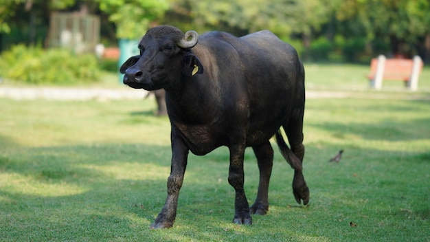 Büffel, der auf dem Gras im Park läuft