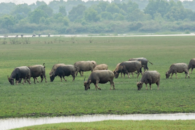 Büffel, die Gras auf der Wiese riversidexA essen