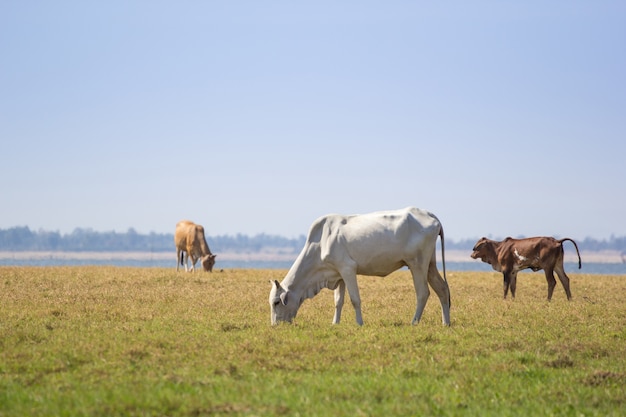 Büffel, Gras zu essen