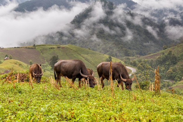 Büffel grasen auf hohem Berg bei Mae La Noi