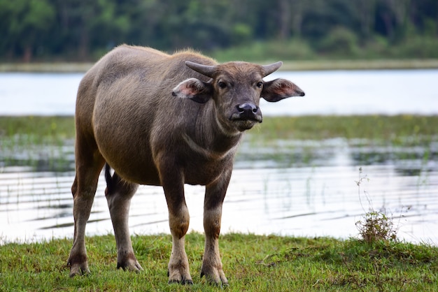 Büffel im Feld, das das Gras in Thailand isst