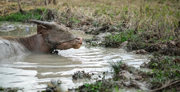 Büffel im Wasser.