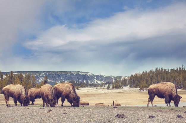 Büffel im Yellowstone NP, USA