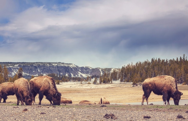 Büffel im Yellowstone NP, USA