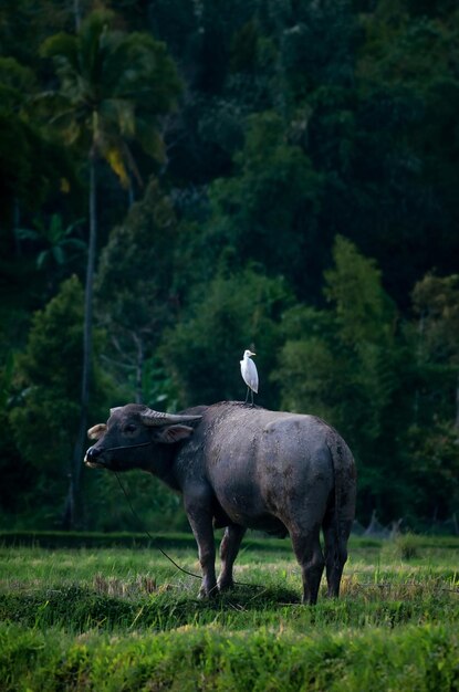 Büffel und Storch auf der Wiese