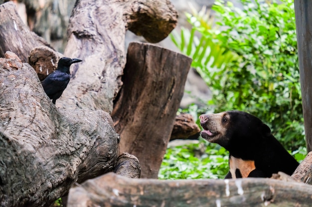 Büffelbär, der Augen mit Krähe für Tierhintergrund oder Beschaffenheit schaut