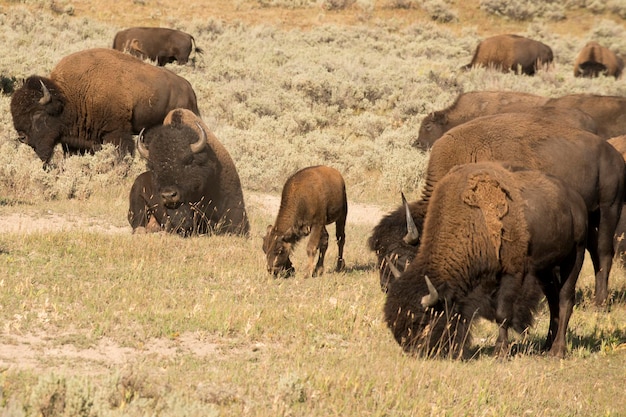 Büffelbison im Lamar Valley Yellowstone