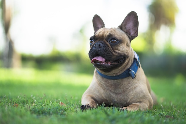 Buen bulldog francés tendido en el campo