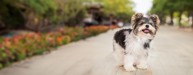 Buen castor yorkie en el paseo