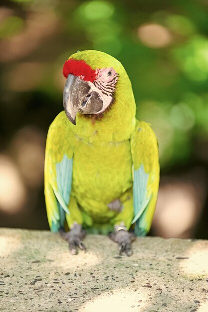 Foto buen loro ara-ara al aire libre ara-ara-ara en el zoológico