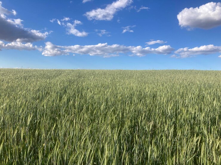 Buen paisaje con verde prado de trigo y cielo azul con nubes
