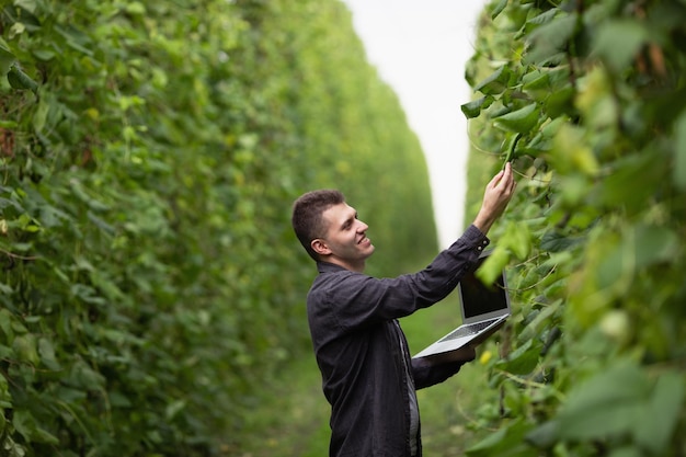 Buena cosecha de judías verdes El agrónomo inspecciona el cultivo