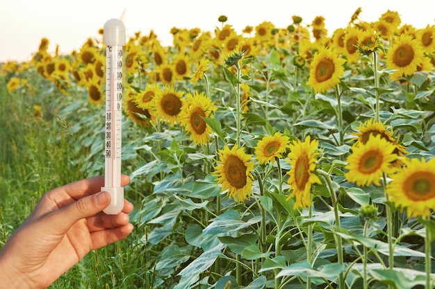 Buenas condiciones climáticas para el cultivo de girasoles. El termómetro mide la temperatura alta durante el verano contra el campo verde con plantas.