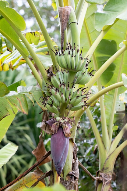 Bündel Bananen auf Baum