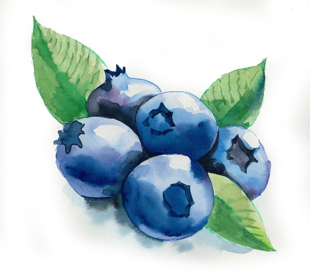 Foto bündel blaubeeren. tusche- und aquarellzeichnung