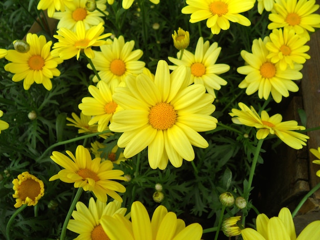 Bündel blühende helle gelbe Blumen auf den grünen Blättern