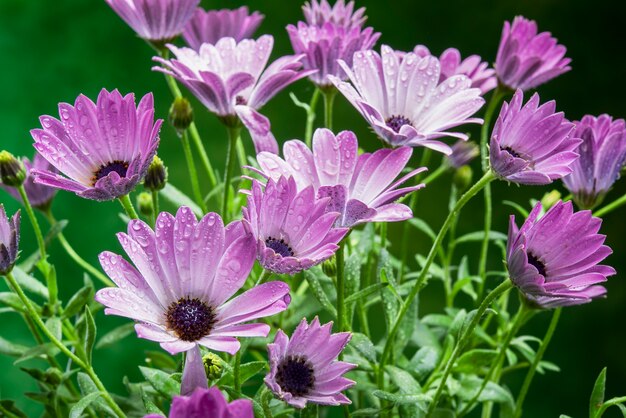 Bündel bunter Gänseblümchen