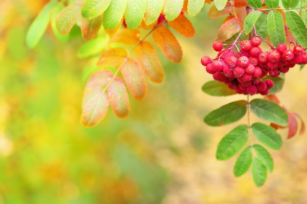 Bündel der reifen Eberesche im Herbst