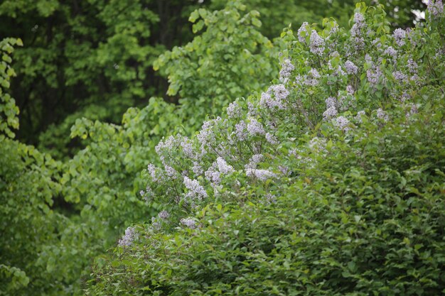 Bündel der violetten lila Blume