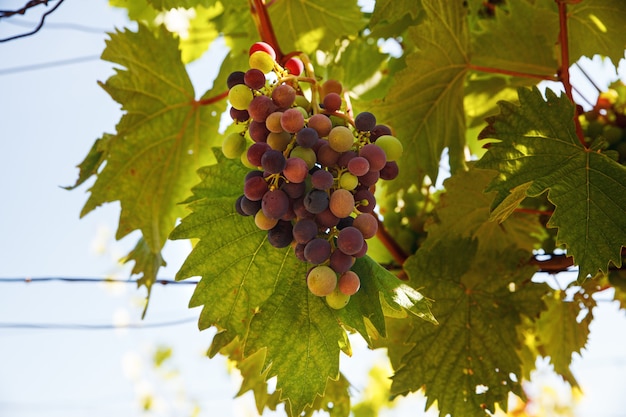 Bündel farbiger Trauben, die an einem Sommertag am Weinberg hängen