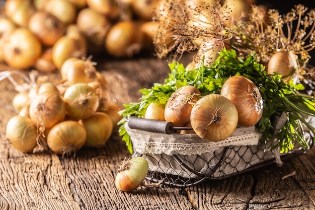 Bündel frei liegender getrockneter zwiebeln mit petersilienkräutern und dill im korb auf einem holztisch.