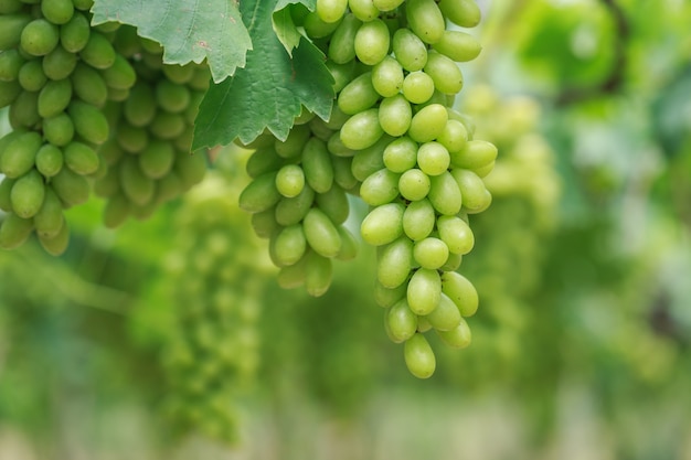 Bündel frische grüne Trauben im Weinberg