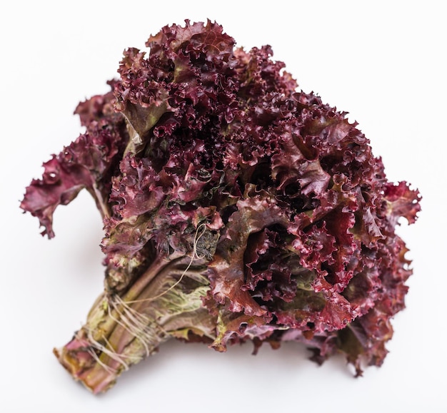 Bündel frischer Blattsalat Lollo Rosso auf Weiß