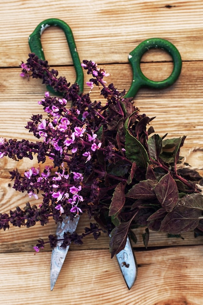 Bündel frischer blühender wohlriechender Lavendel