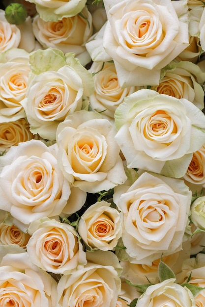 Bündel frischer weißer gelbgrüner blasser Rosen Blumenhintergrund