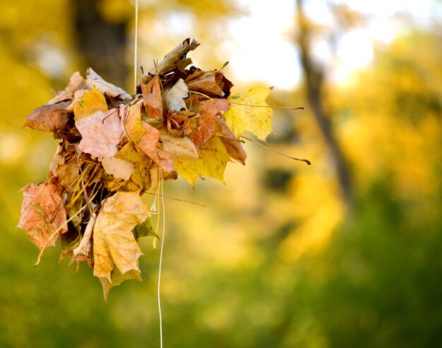 Bündel getrockneter Blätter im Herbst mit Faden gebunden