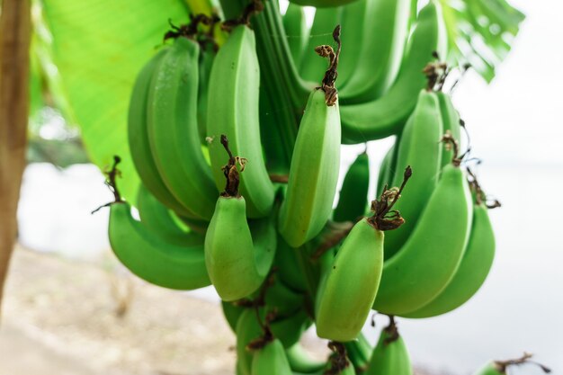 Bündel grüne Bananen