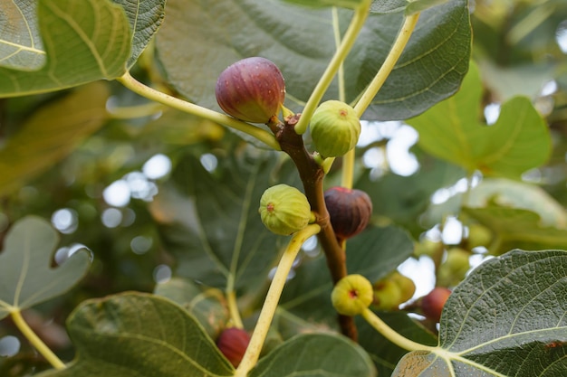 Bündel grüne Feigen auf einem Feigenbaum