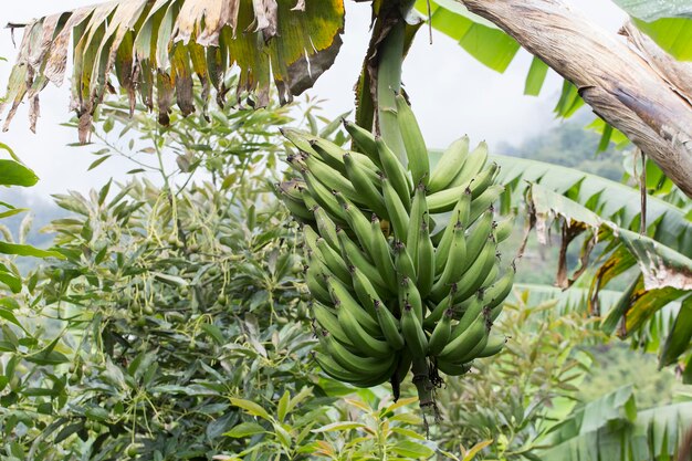 Bündel grüne männliche Banane in der Ernte Musa