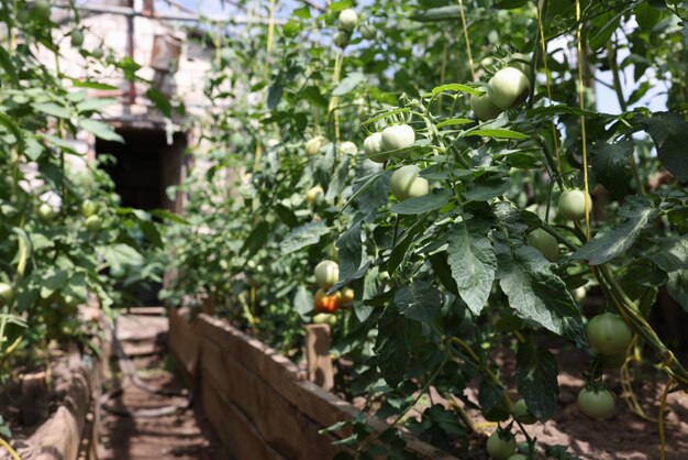 Bündel grüne Tomaten, die im modernen Gewächshaus reifen, in dem rohes Gemüse in der Moderne angebaut wird
