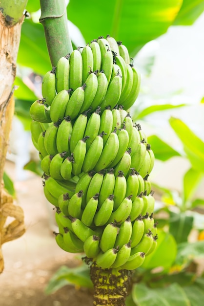 Bündel grüne unausgereifte Bananen im Dschungelabschluß oben