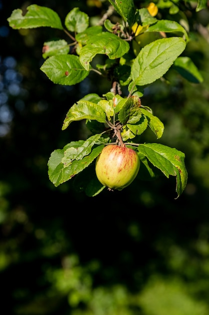 Bündel grüner Äpfel auf einem Ast, der zur Ernte bereit ist