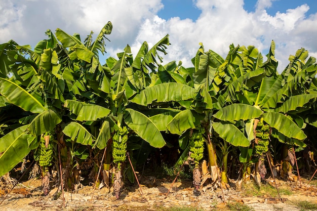 Bündel grüner und gelber Bananen im Garten Türkei Alanya