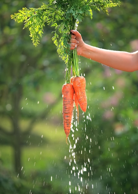 Bündel helle und nasse Karotten mit Wurzeln und Wassertropfen in einer Hand