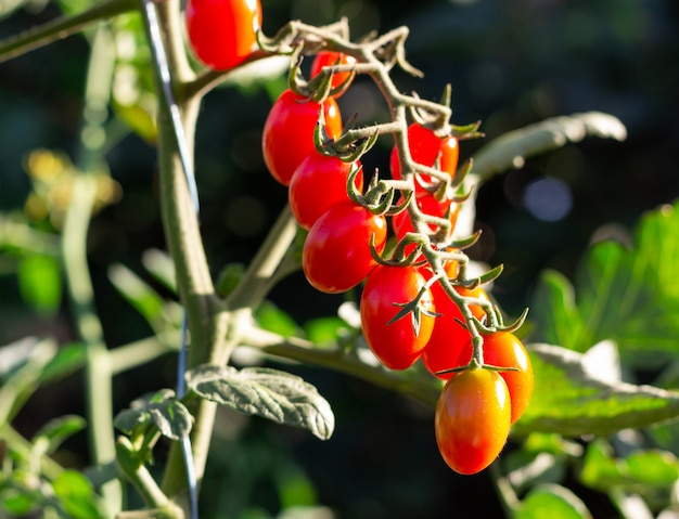 Bündel kleine Tomaten auf grünem Busch