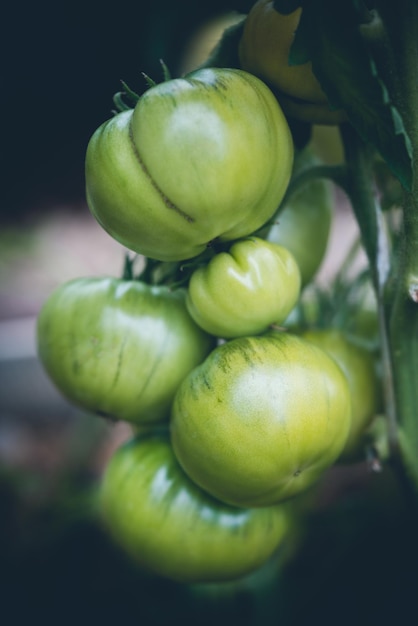 Bündel natürliche Tomaten