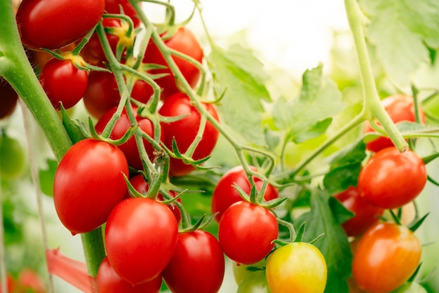 Bündel natürliche Tomaten